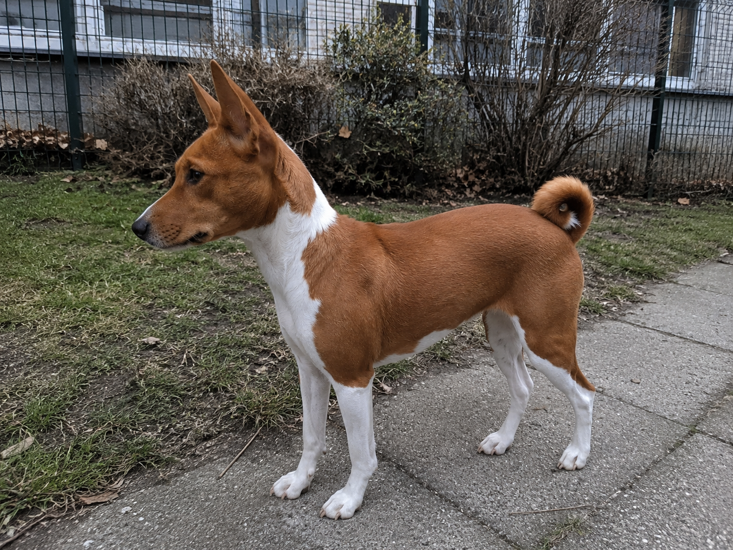 Mladý basenji tráví čas samostatně na klidném oploceném dvoře